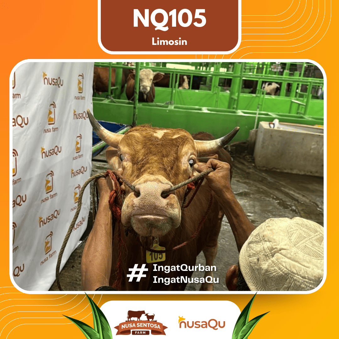 Sapi Limosin NQ105 2026 Bobot 675Kg foto 2