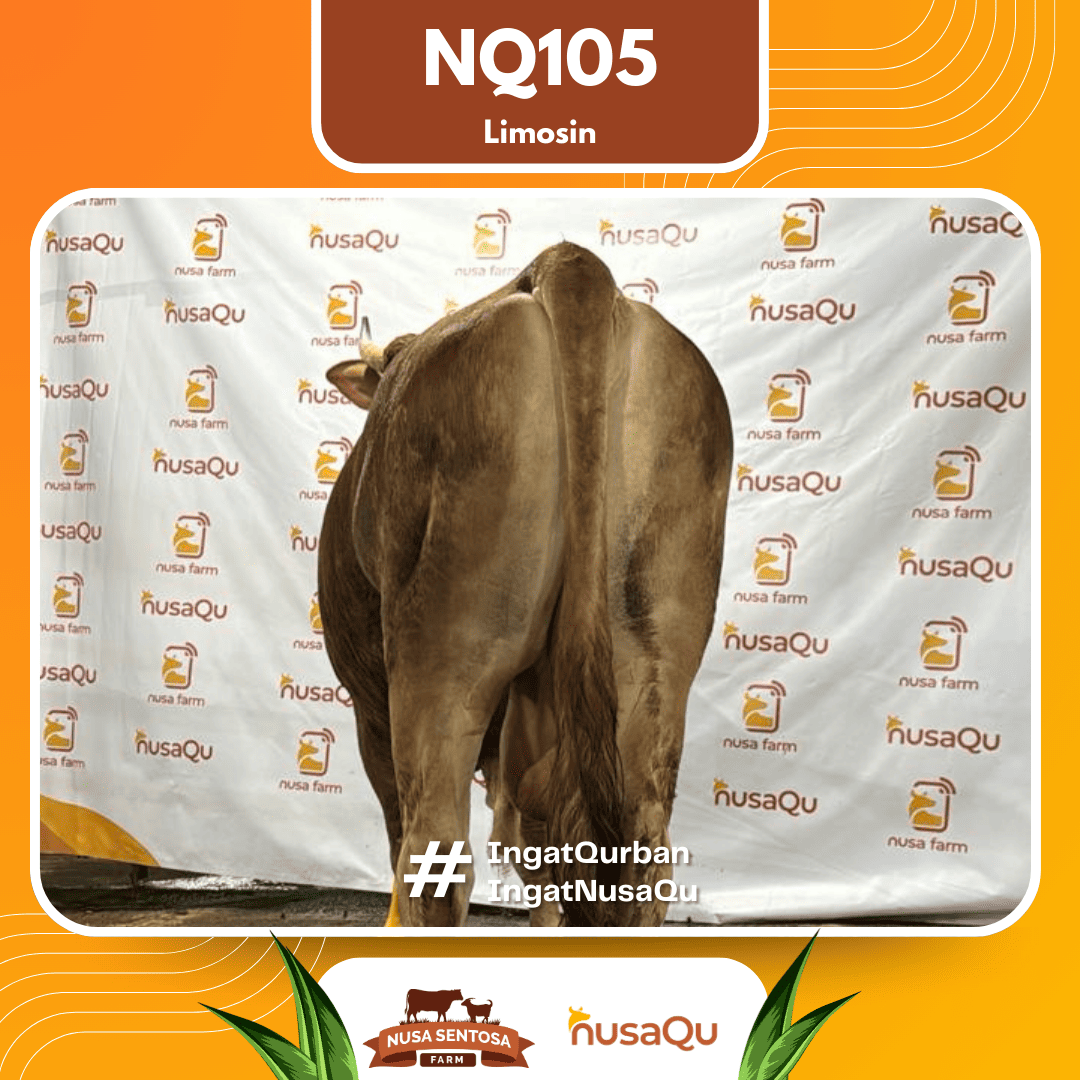 Sapi Limosin NQ105 2026 Bobot 675Kg foto 3