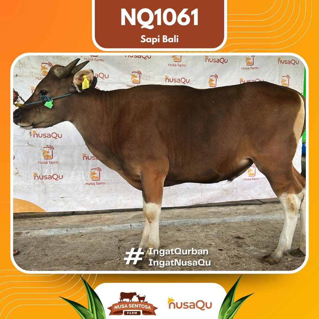 Sapi Sapi bali NQ1061 2026 Bobot 429Kg