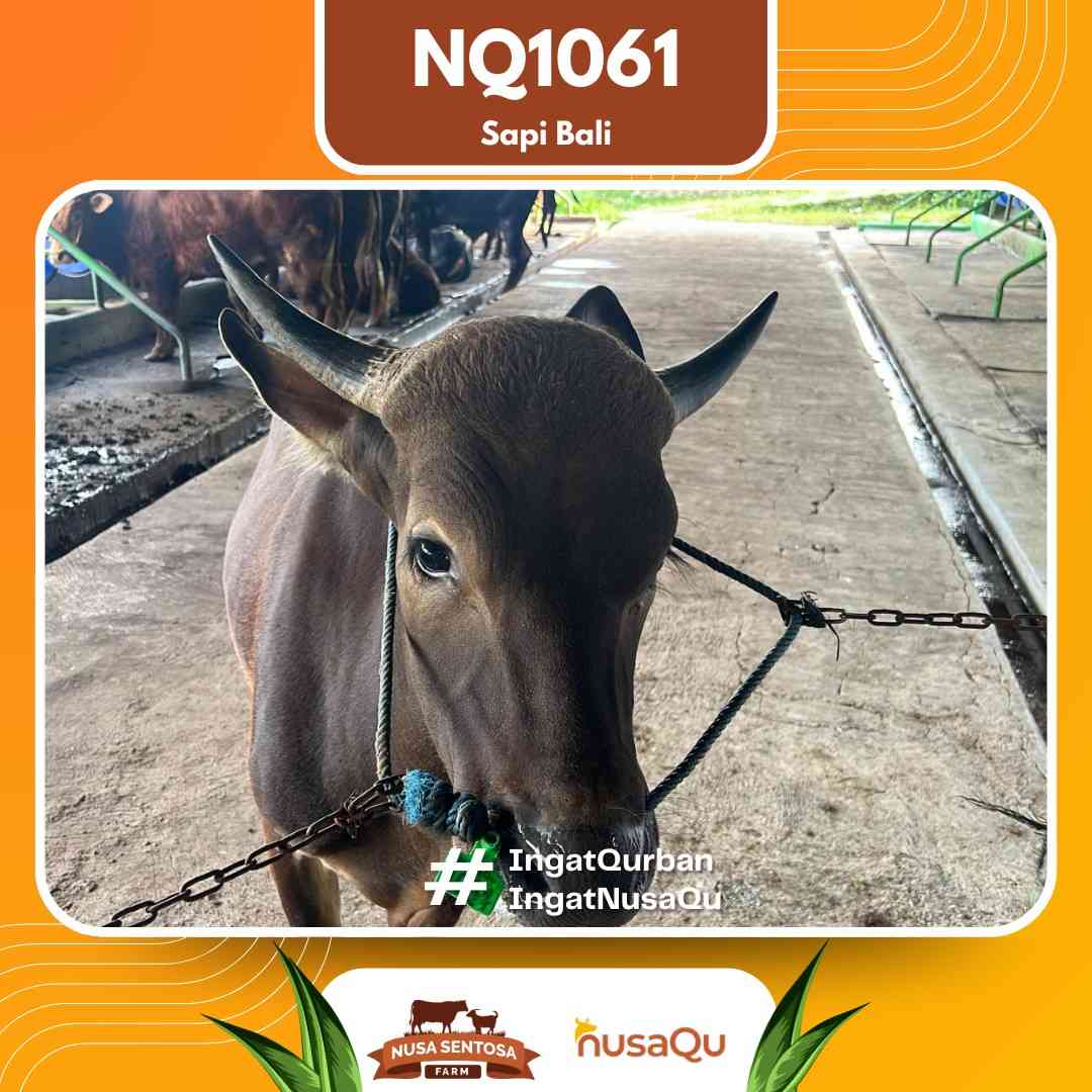 Sapi Sapi bali NQ1061 2026 Bobot 429Kg foto 2