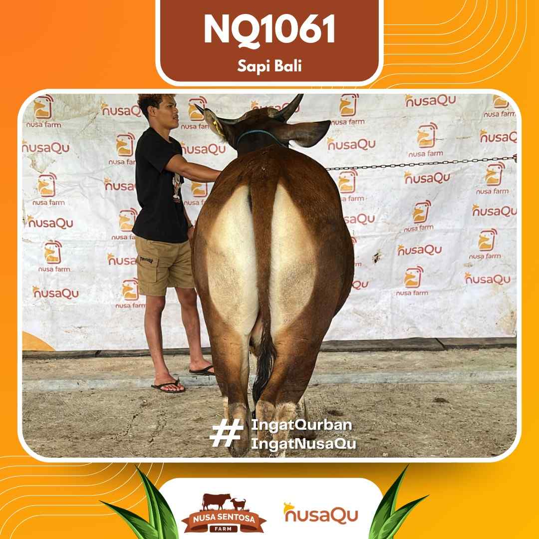 Sapi Sapi bali NQ1061 2026 Bobot 429Kg foto 3