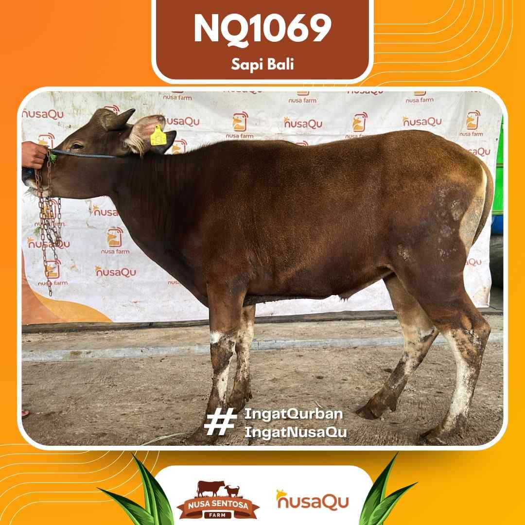 Sapi Sapi bali NQ1069 2026 Bobot 421Kg