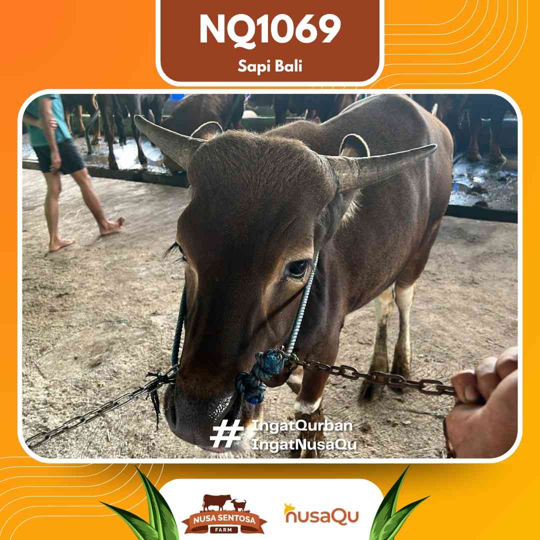 Sapi Sapi bali NQ1069 2026 Bobot 421Kg foto 2