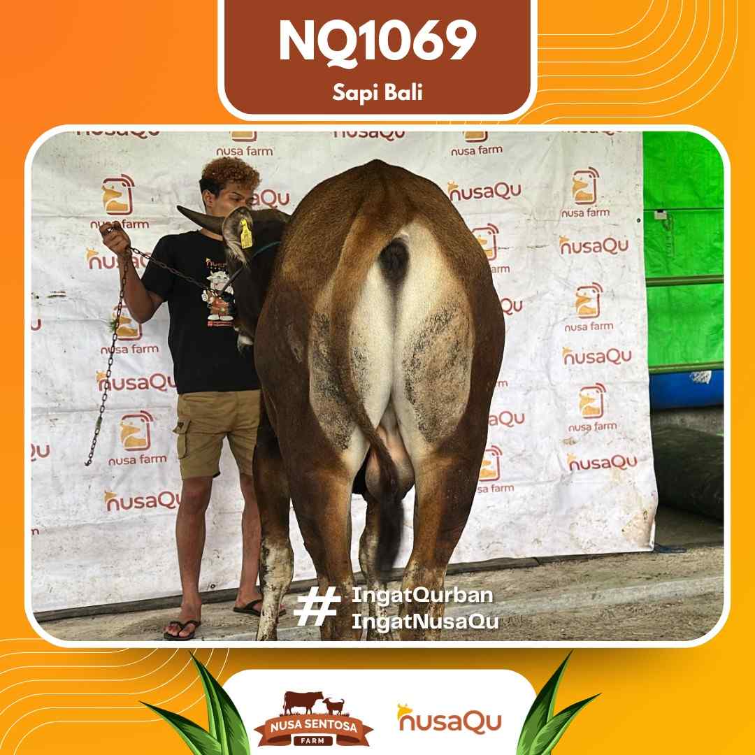 Sapi Sapi bali NQ1069 2026 Bobot 421Kg foto 3
