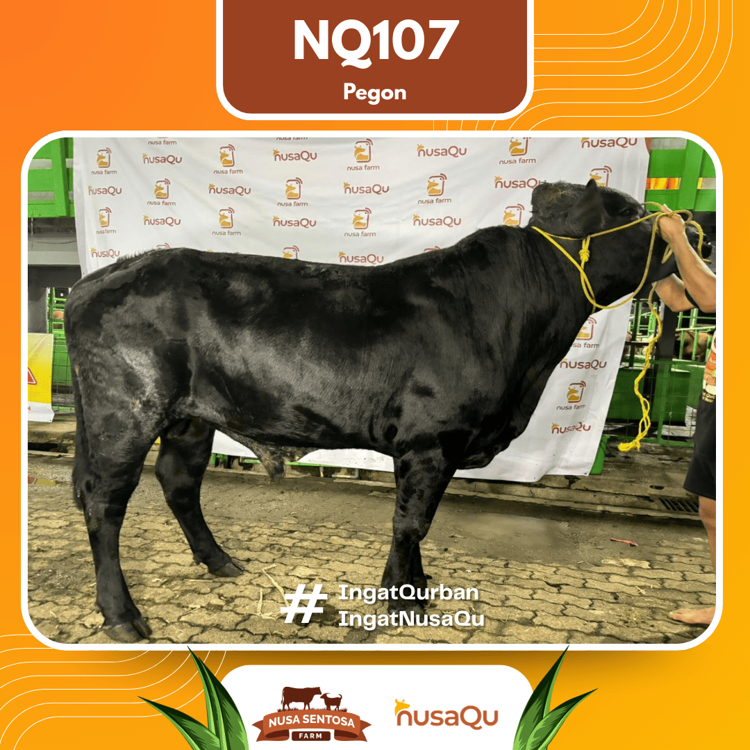 Sapi Pegon NQ107 2026 Bobot 575Kg