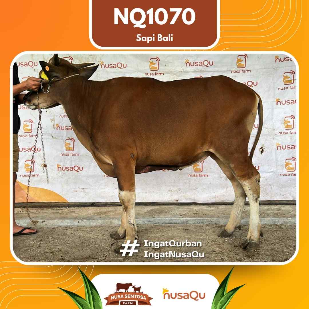 Sapi Sapi bali NQ1070 2026 Bobot 380Kg
