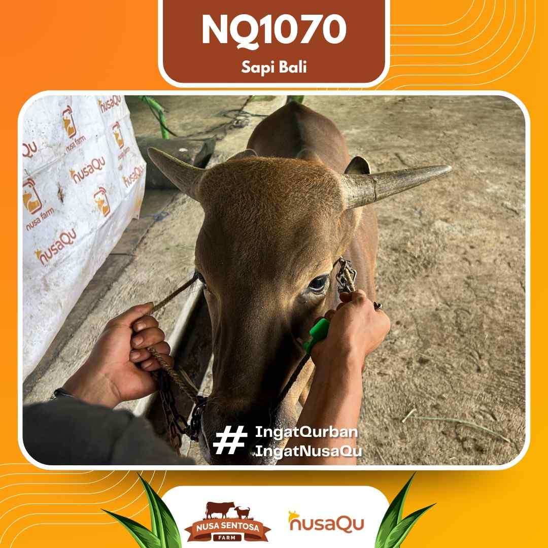 Sapi Sapi bali NQ1070 2026 Bobot 380Kg foto 2