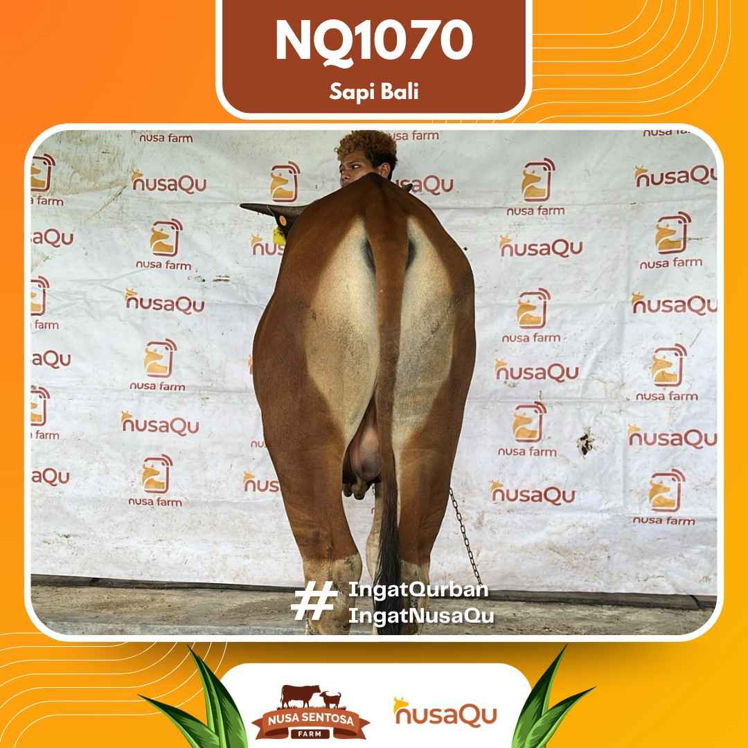 Sapi Sapi bali NQ1070 2026 Bobot 380Kg foto 3