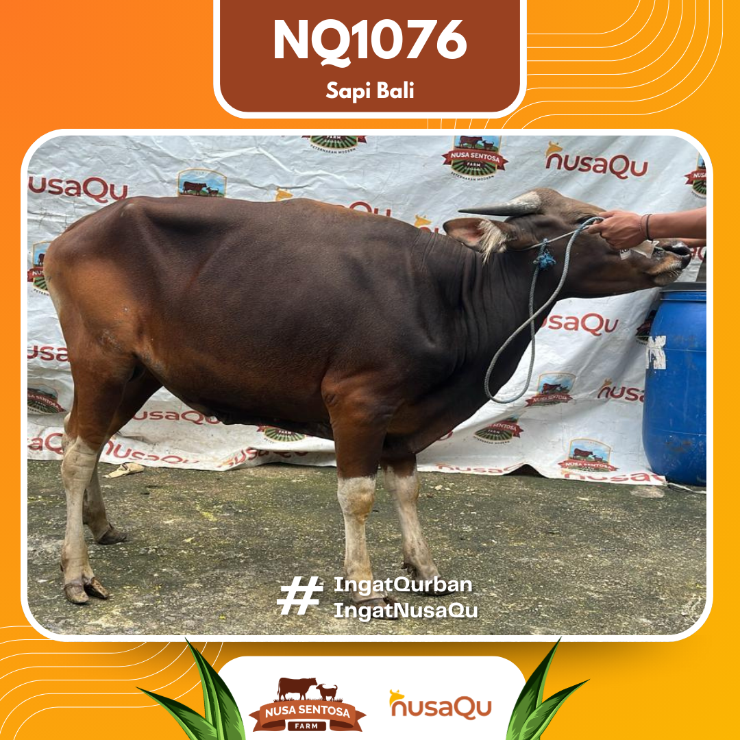 Sapi Sapi bali NQ1076 2026 Bobot 389Kg