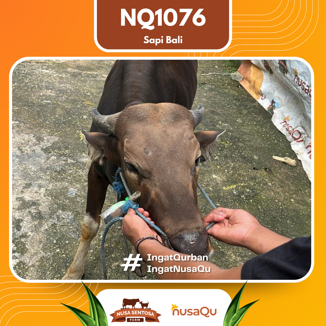 Sapi Sapi bali NQ1076 2026 Bobot 389Kg foto 2