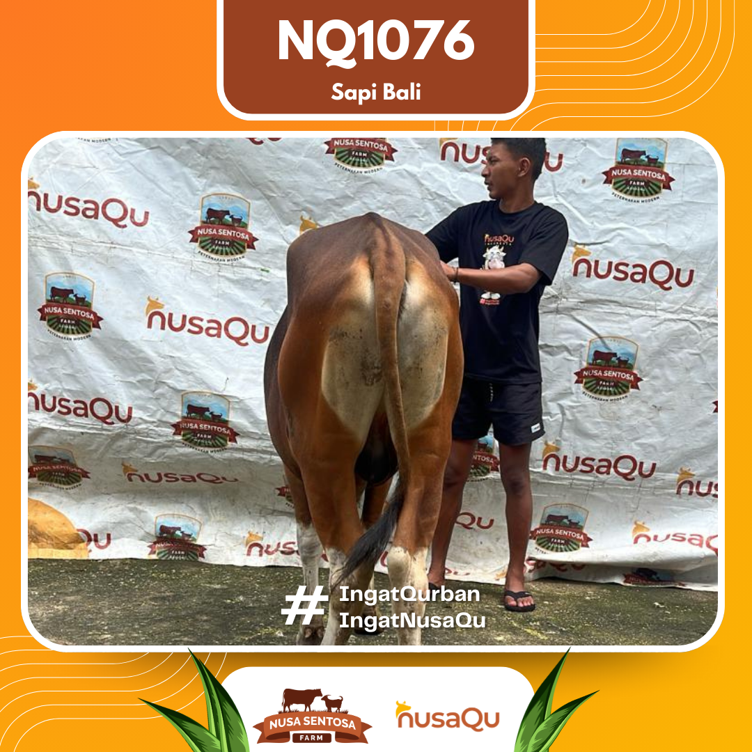 Sapi Sapi bali NQ1076 2026 Bobot 389Kg foto 3