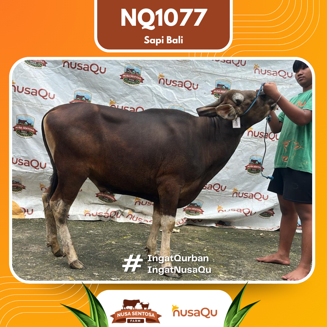 Sapi Sapi Bali NQ1077 2026 Bobot 383Kg
