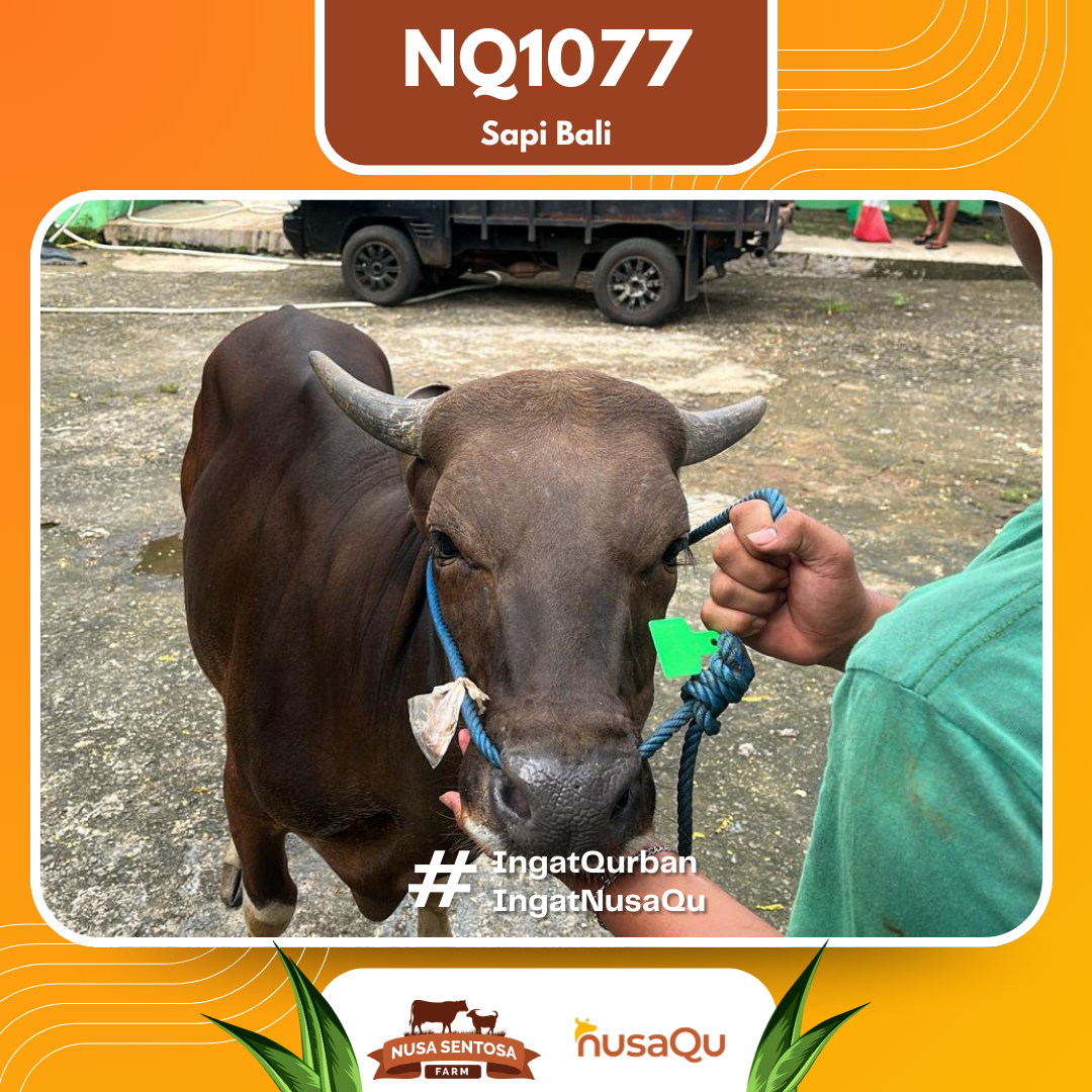 Sapi Sapi Bali NQ1077 2026 Bobot 383Kg foto 2