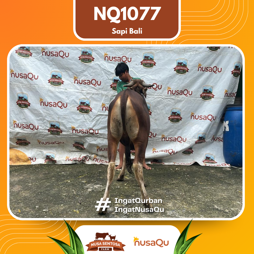 Sapi Sapi Bali NQ1077 2026 Bobot 383Kg foto 3