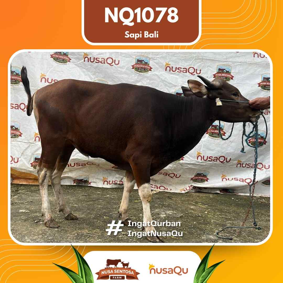 Sapi Sapi Bali NQ1078 2026 Bobot 413Kg
