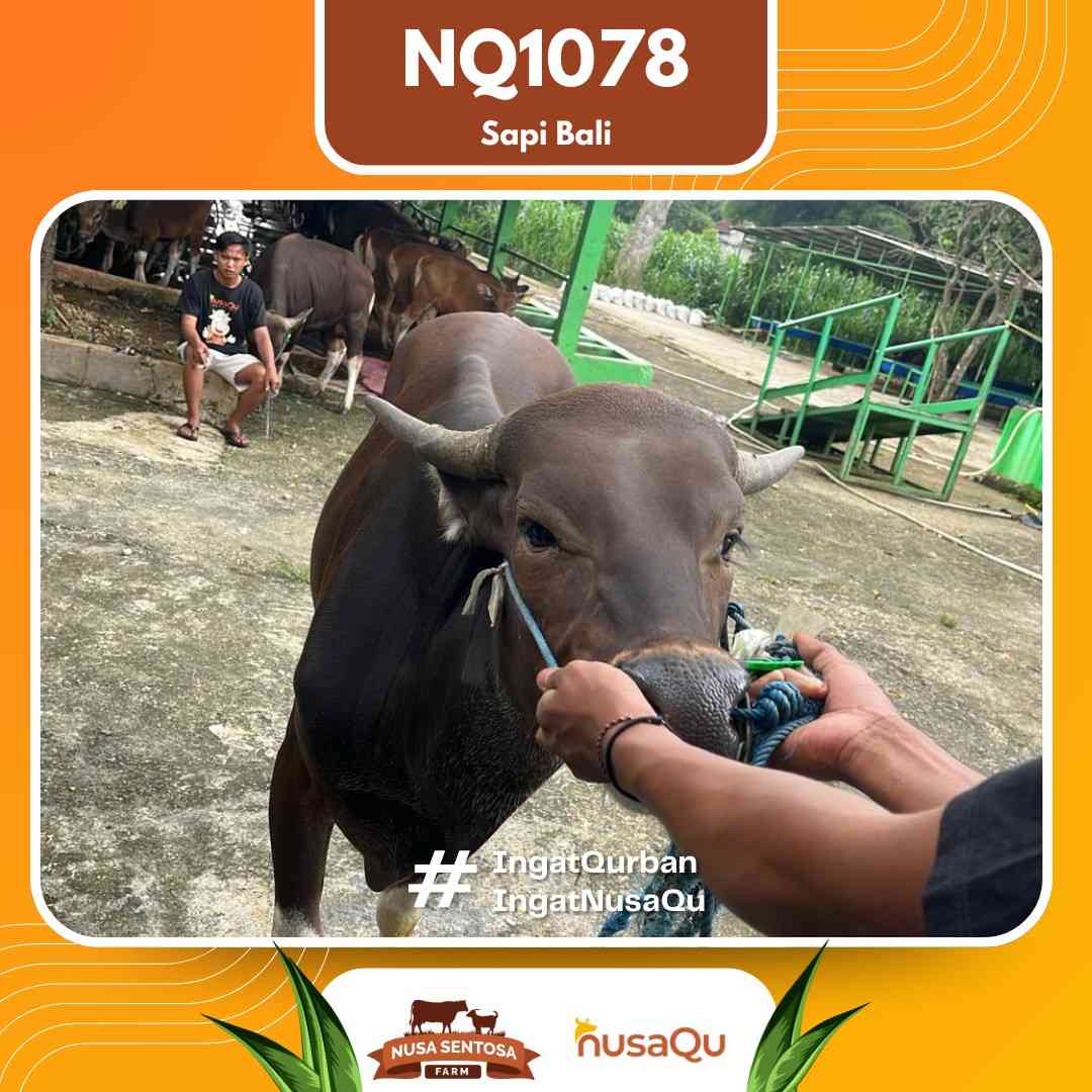 Sapi Sapi Bali NQ1078 2026 Bobot 413Kg foto 2