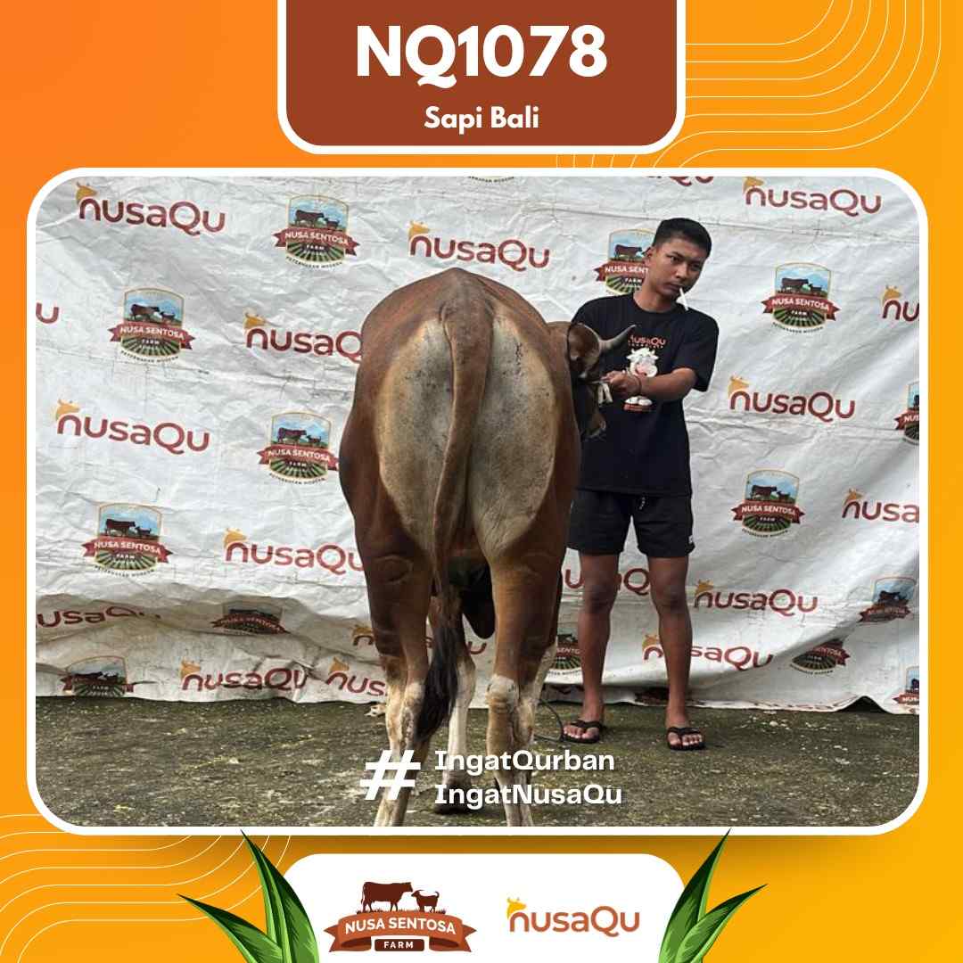 Sapi Sapi Bali NQ1078 2026 Bobot 413Kg foto 3