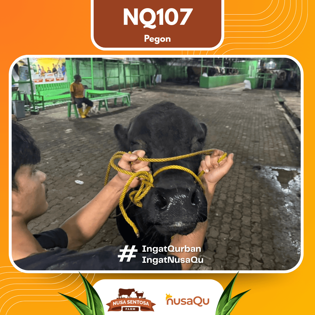 Sapi Pegon NQ107 2026 Bobot 575Kg foto 2