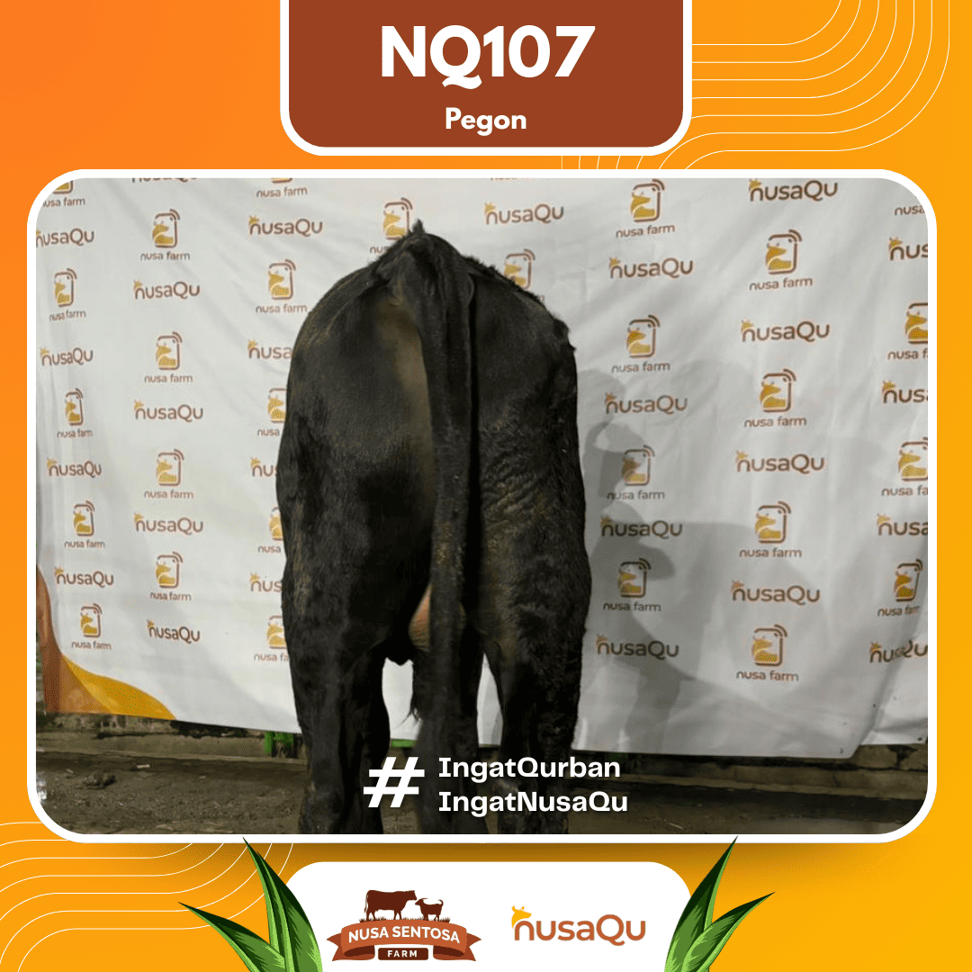 Sapi Pegon NQ107 2026 Bobot 575Kg foto 3