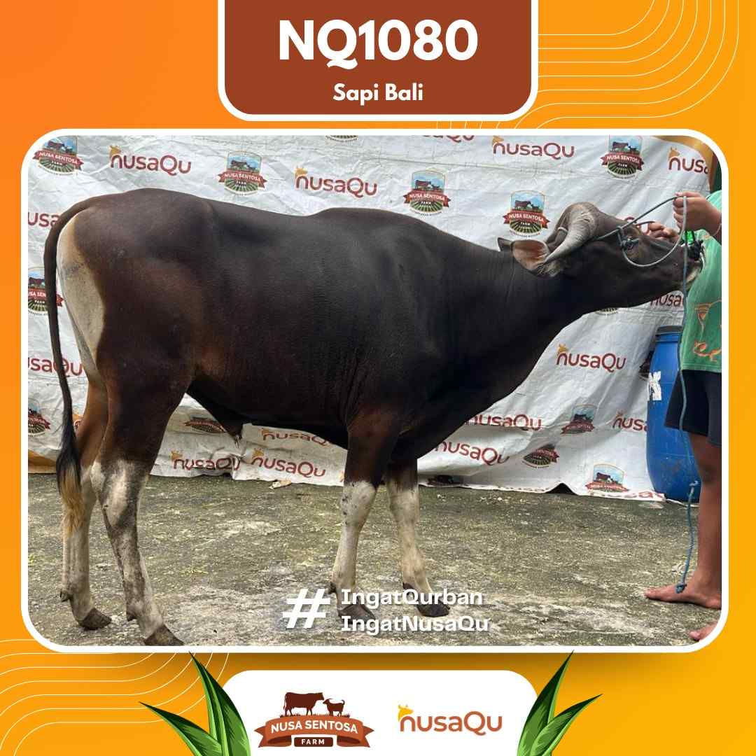 Sapi Sapi Bali NQ1080 2026 Bobot 423Kg