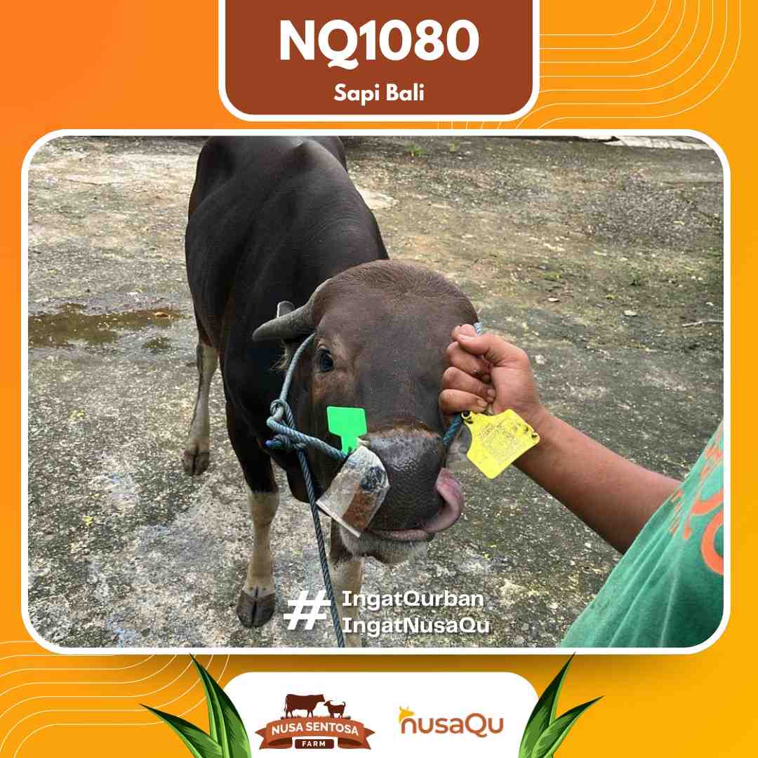 Sapi Sapi Bali NQ1080 2026 Bobot 423Kg foto 2