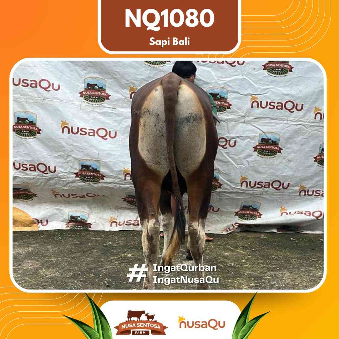 Sapi Sapi Bali NQ1080 2026 Bobot 423Kg foto 3