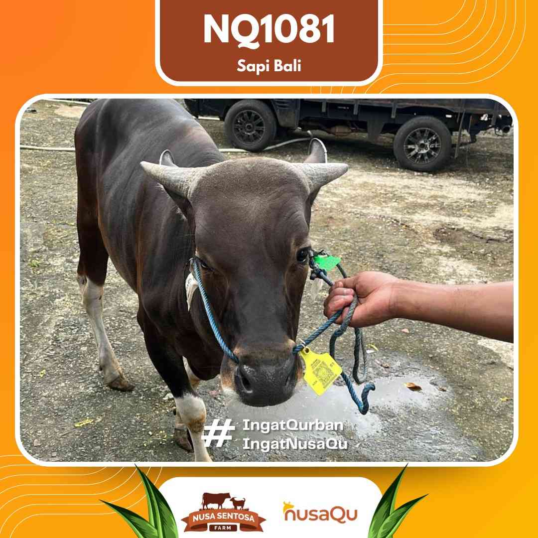 Sapi Sapi Bali NQ1081 2026 Bobot 386Kg foto 2