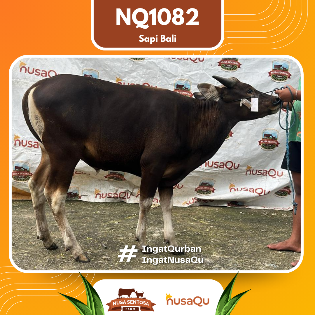 Sapi NQ1082 2026 Bobot 382Kg