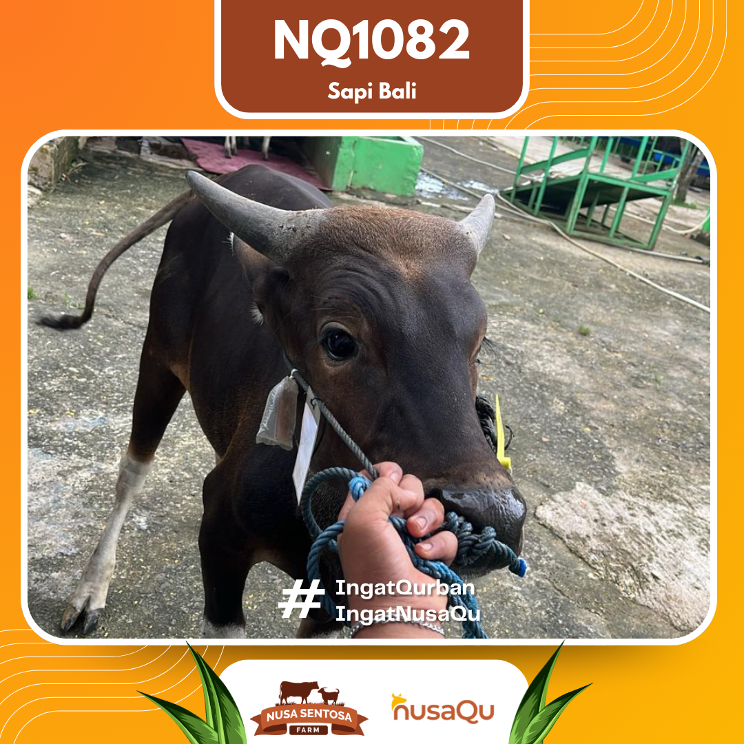 Sapi NQ1082 2026 Bobot 382Kg foto 2