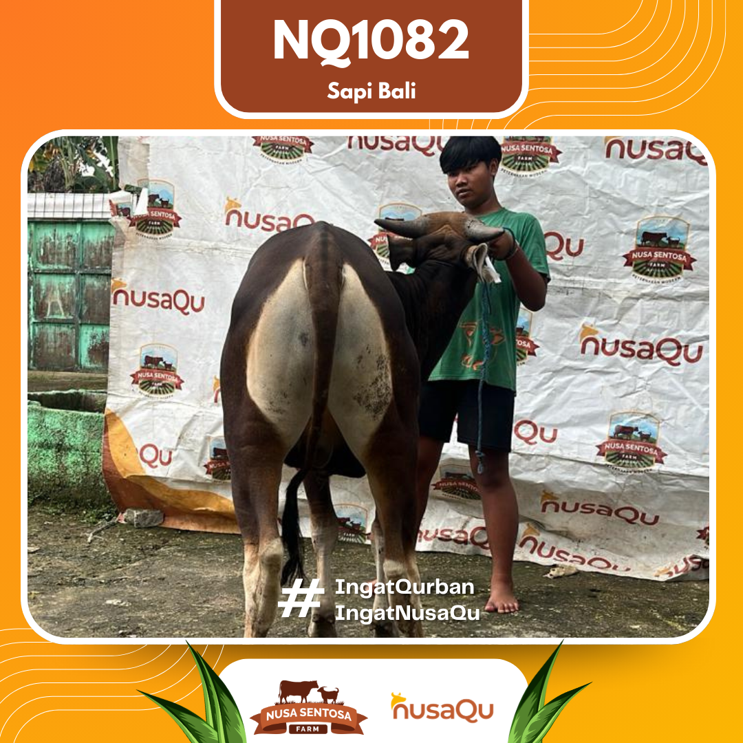 Sapi NQ1082 2026 Bobot 382Kg foto 3