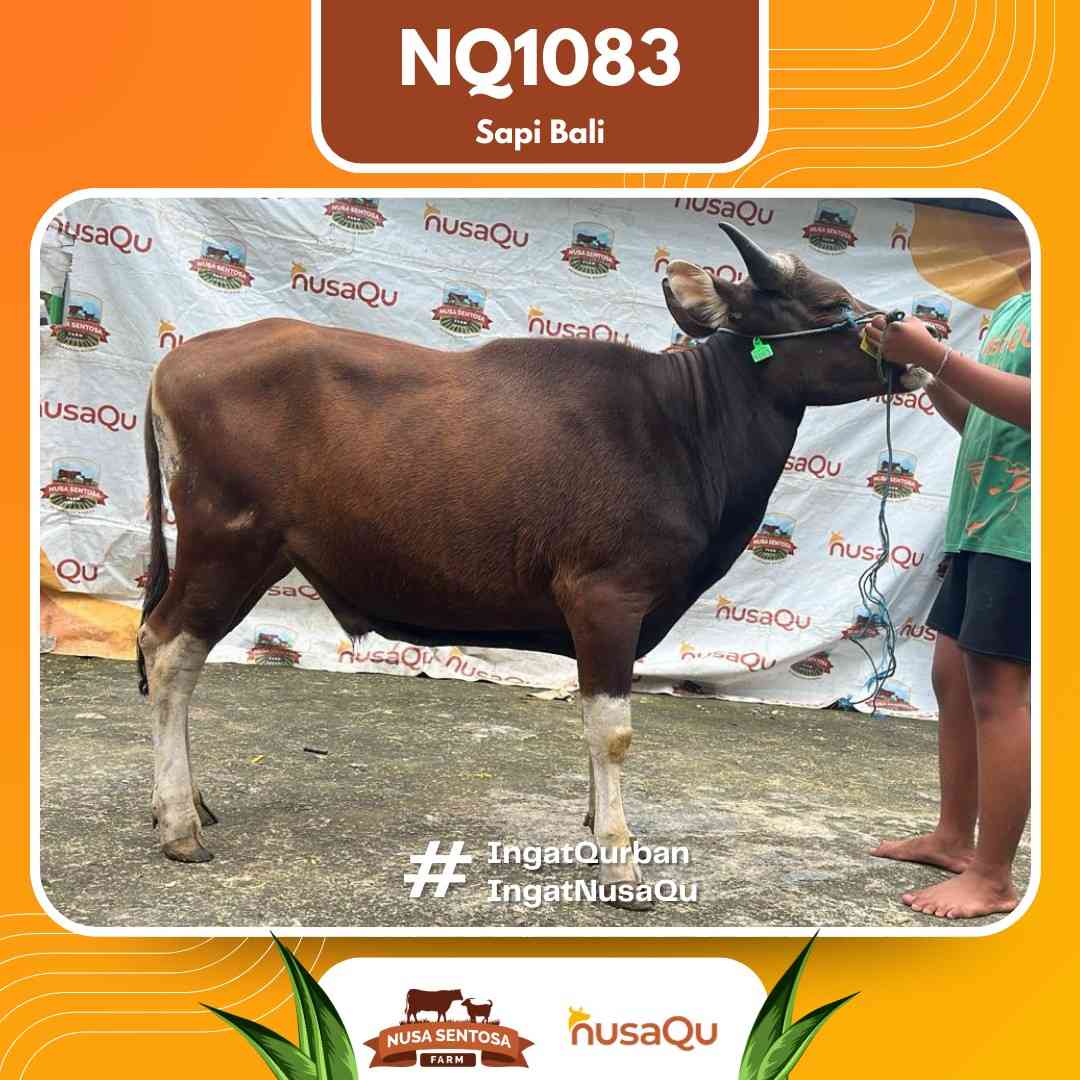 Sapi Sapi Bali NQ1083 2026 Bobot 403Kg