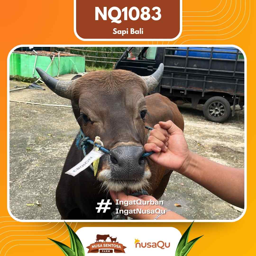 Sapi Sapi Bali NQ1083 2026 Bobot 403Kg foto 2