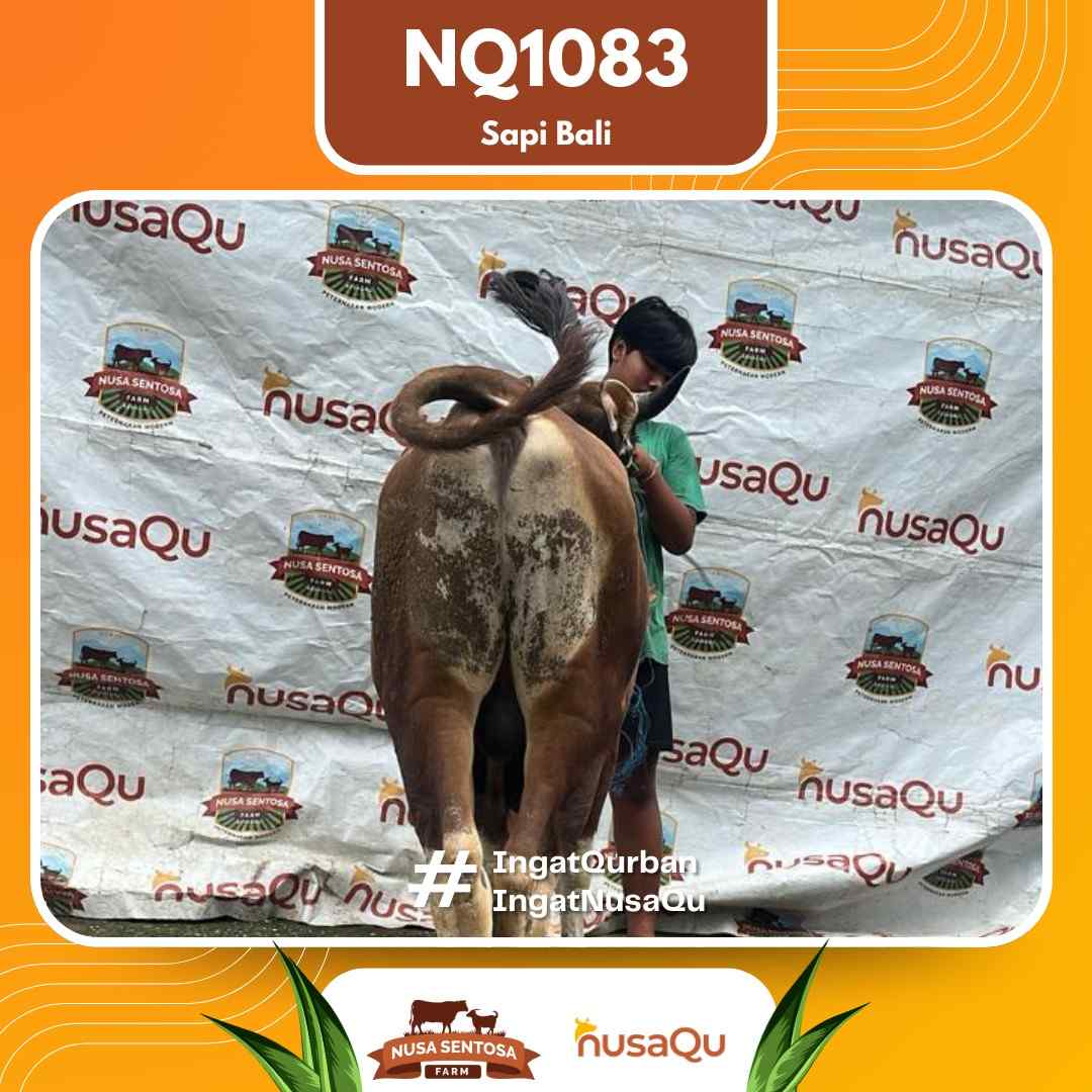 Sapi Sapi Bali NQ1083 2026 Bobot 403Kg foto 3
