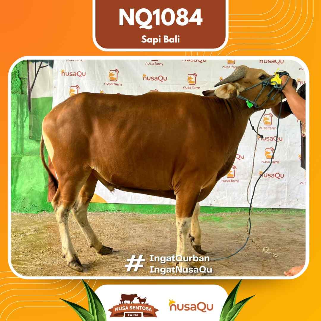 Sapi Sapi Bali NQ1084 2026 Bobot 393Kg