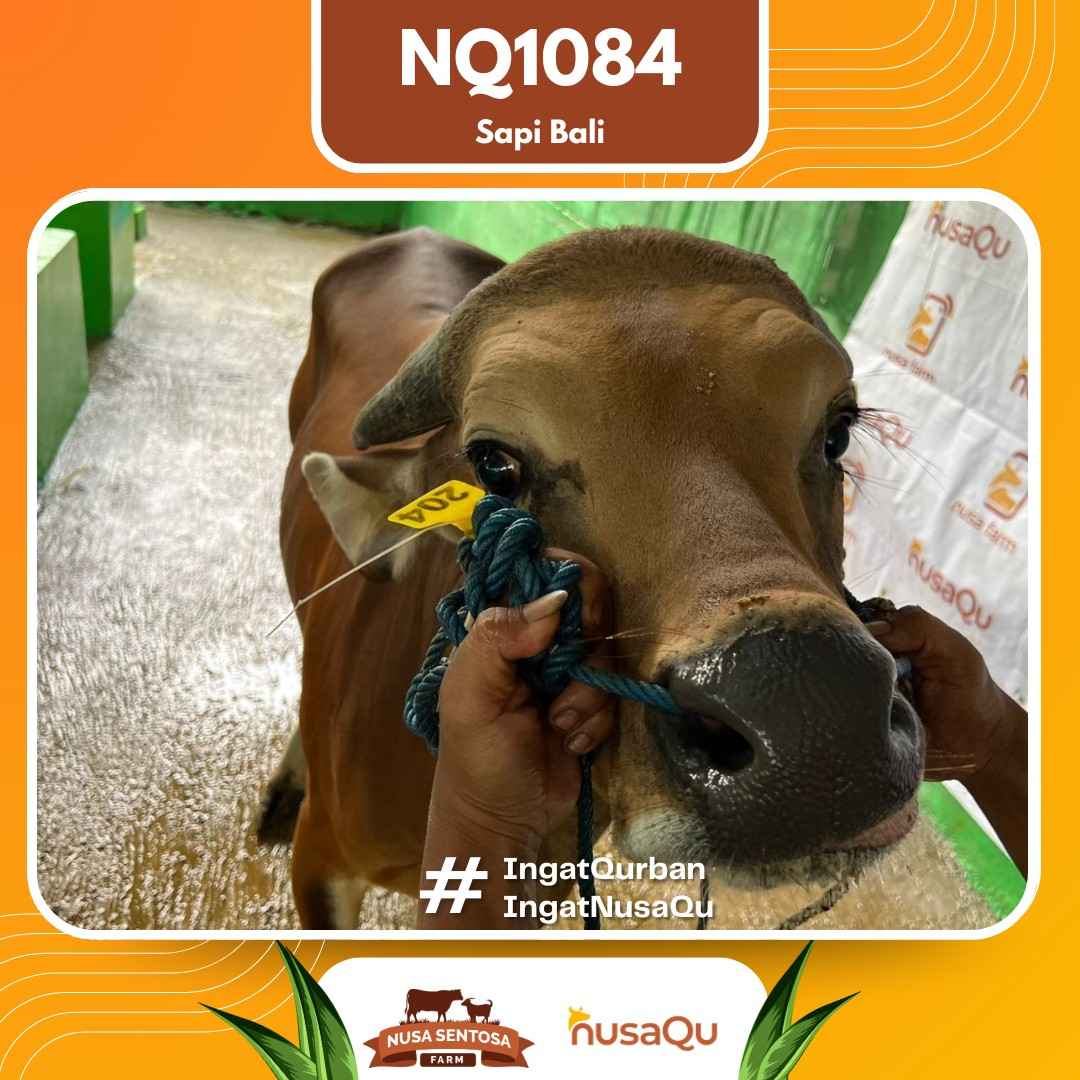 Sapi Sapi Bali NQ1084 2026 Bobot 393Kg foto 2