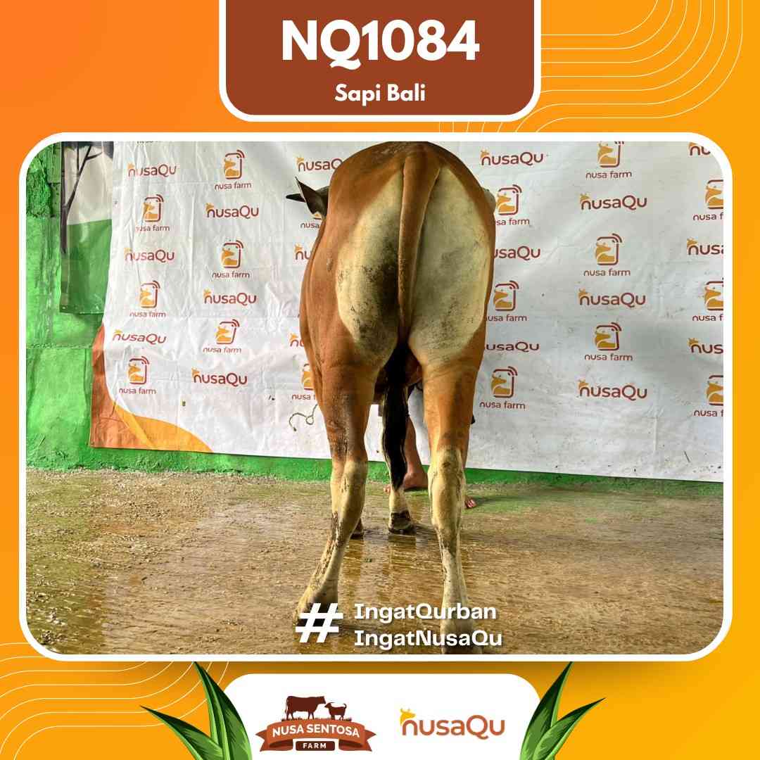 Sapi Sapi Bali NQ1084 2026 Bobot 393Kg foto 3