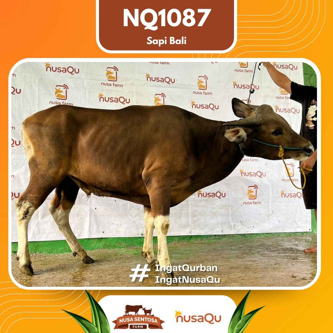 Sapi Sapi Bali NQ1087 2026 Bobot 401Kg