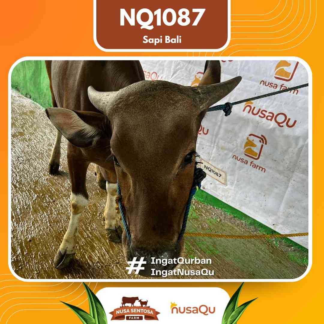 Sapi Sapi Bali NQ1087 2026 Bobot 401Kg foto 2