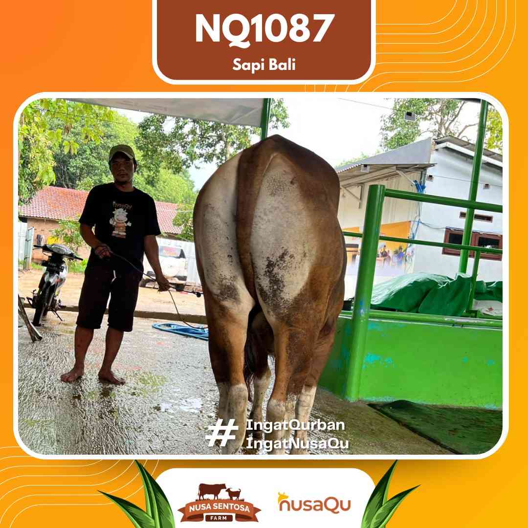 Sapi Sapi Bali NQ1087 2026 Bobot 401Kg foto 3