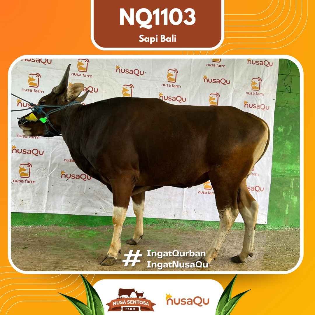 Sapi Sapi Bali NQ1103 2026 Bobot 426Kg