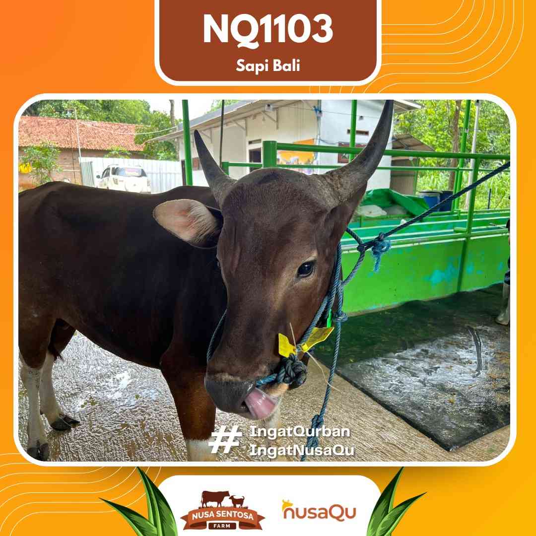 Sapi Sapi Bali NQ1103 2026 Bobot 426Kg foto 2