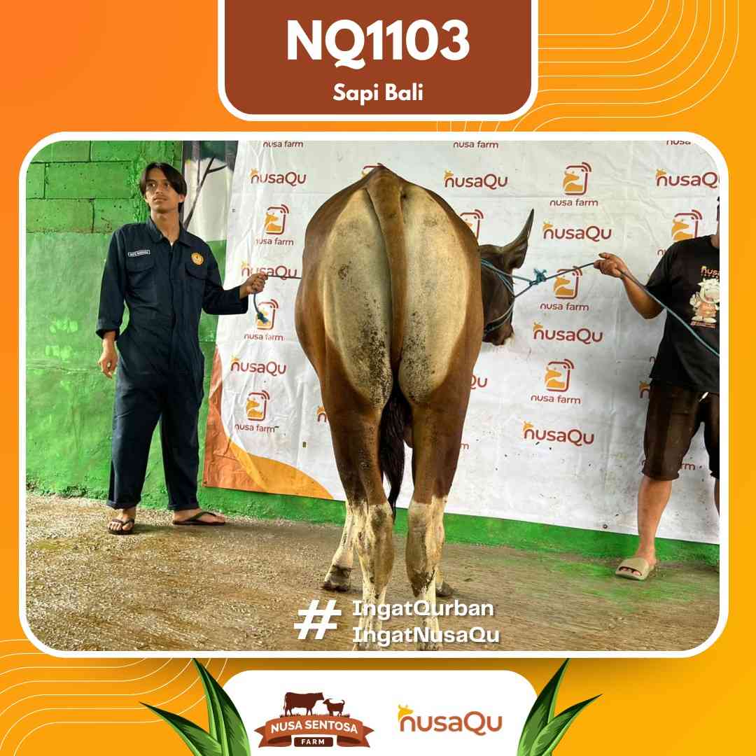Sapi Sapi Bali NQ1103 2026 Bobot 426Kg foto 3