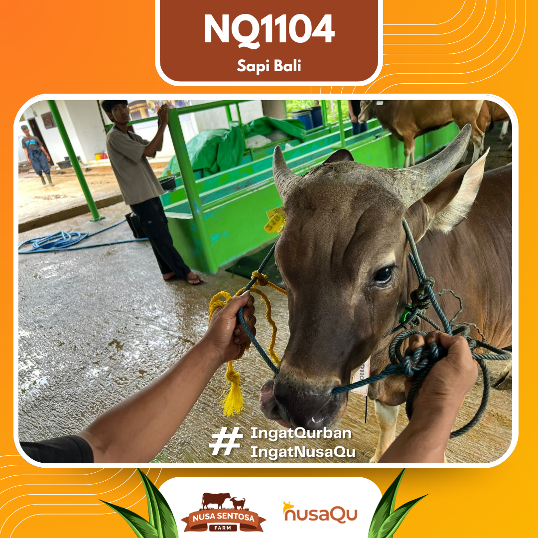 Sapi Sapi Bali NQ1104 2026 Bobot 369Kg foto 2