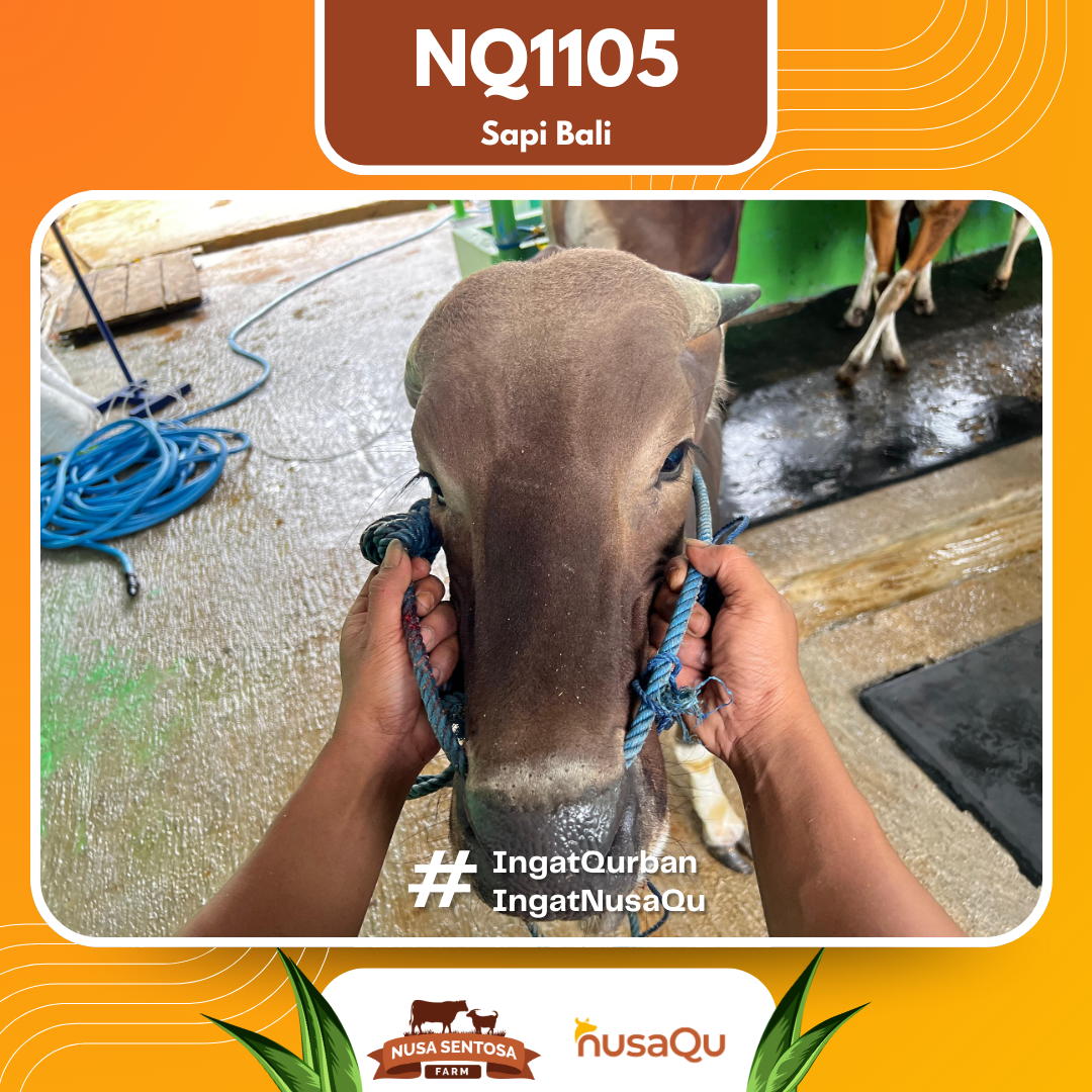 Sapi Bali NQ1105 2026 Bobot 366Kg foto 2