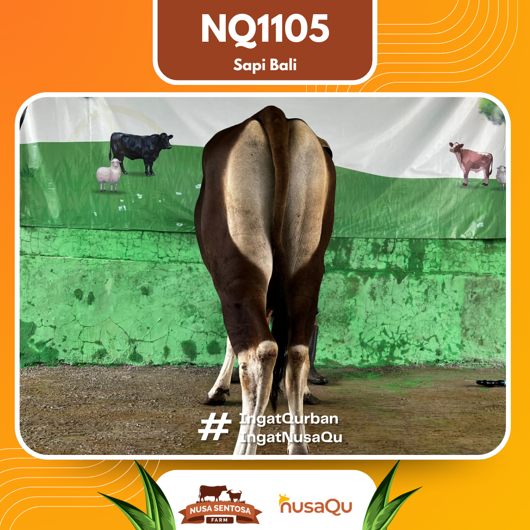 Sapi Bali NQ1105 2026 Bobot 366Kg foto 3