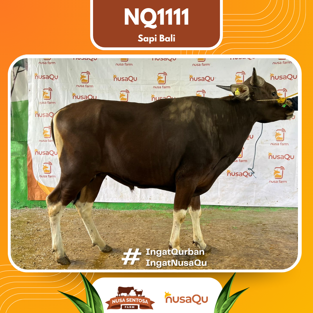 Sapi Sapi Bali NQ1111 2026 Bobot 382Kg