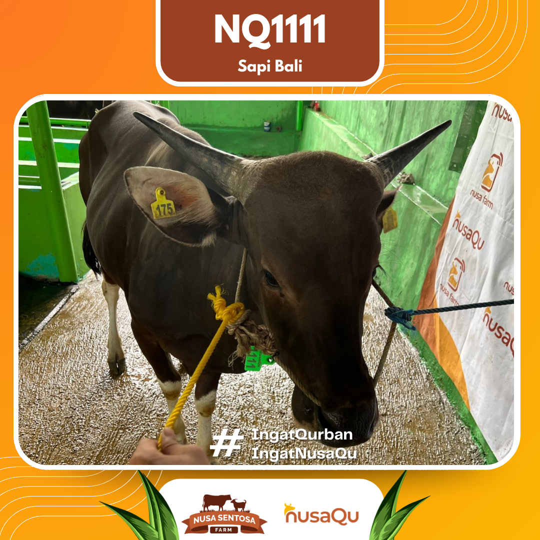Sapi Sapi Bali NQ1111 2026 Bobot 382Kg foto 2