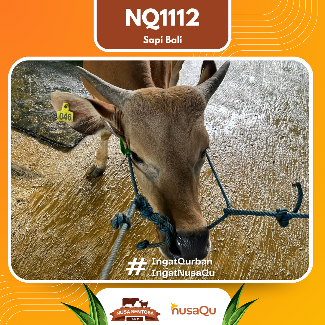 Sapi Sapi Bali NQ1112 2026 Bobot 360Kg foto 2