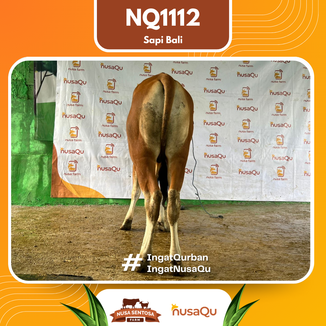 Sapi Sapi Bali NQ1112 2026 Bobot 360Kg foto 3
