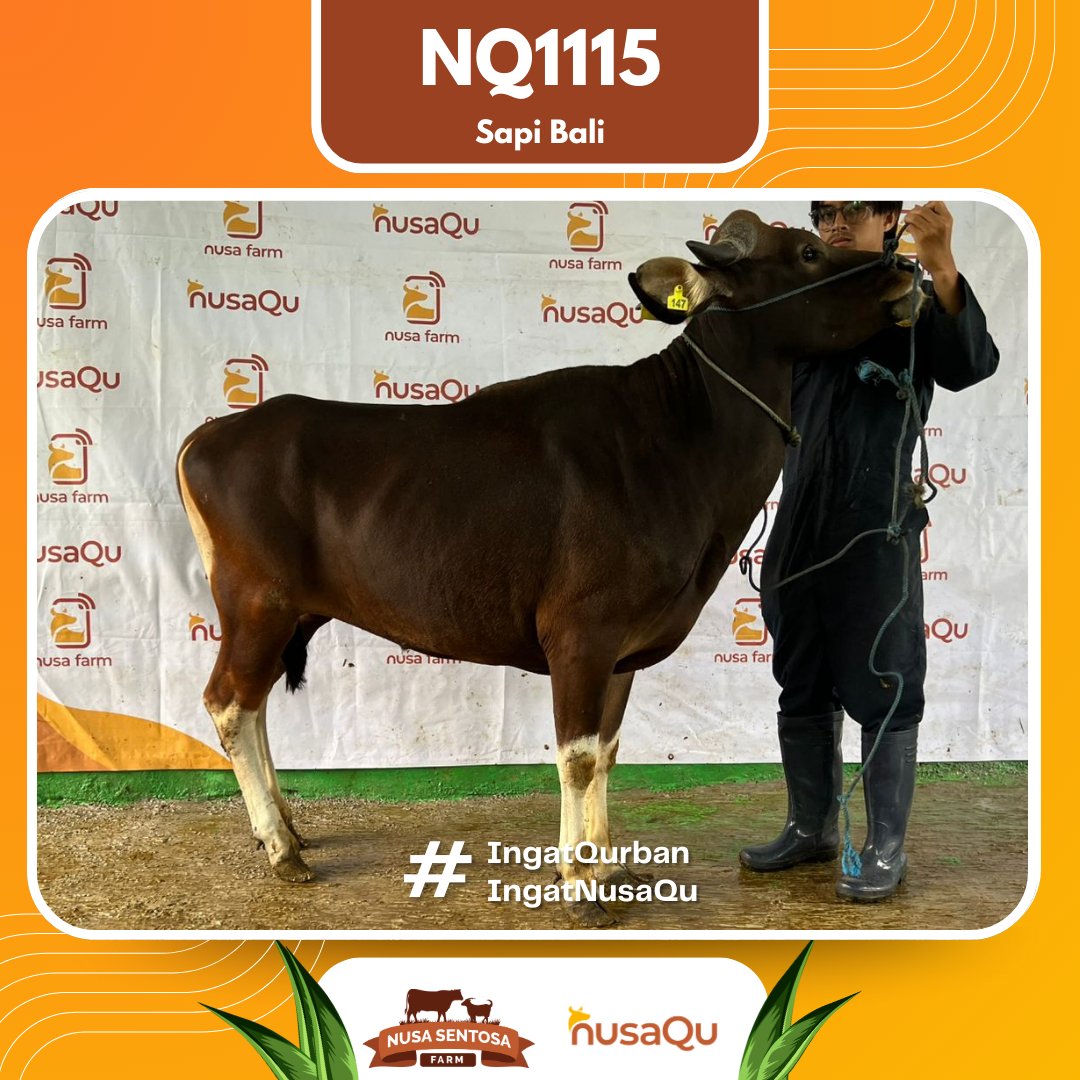 Sapi Sapi Bali NQ1115 2026 Bobot 359Kg